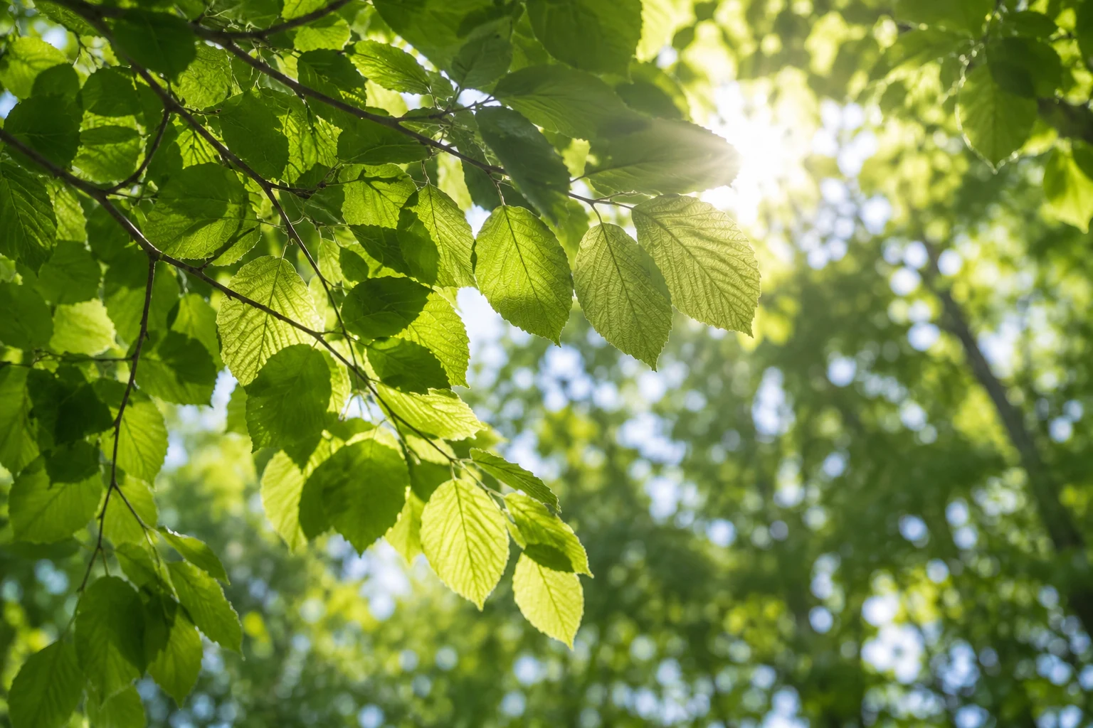 Sunlight filtering through fresh green leaves